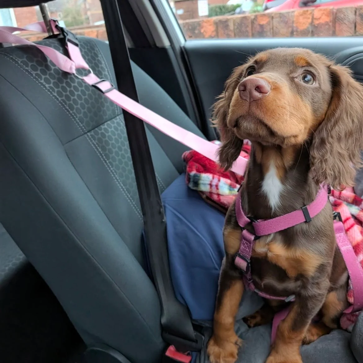 Doghouse Everyday Essential Harness in Dusty Rose - Image 3