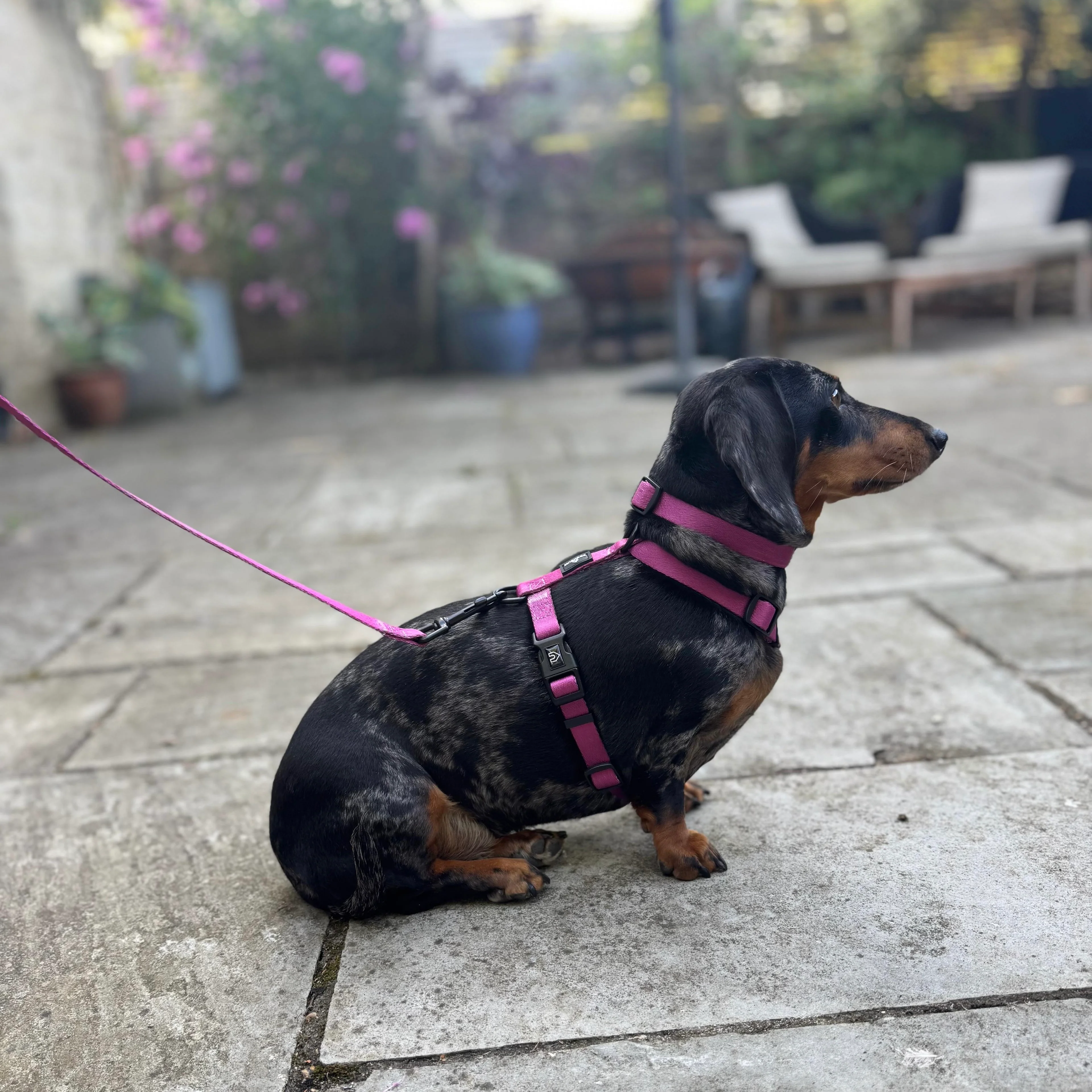 Doghouse Everyday Essential Harness in Dusty Rose - Image 5