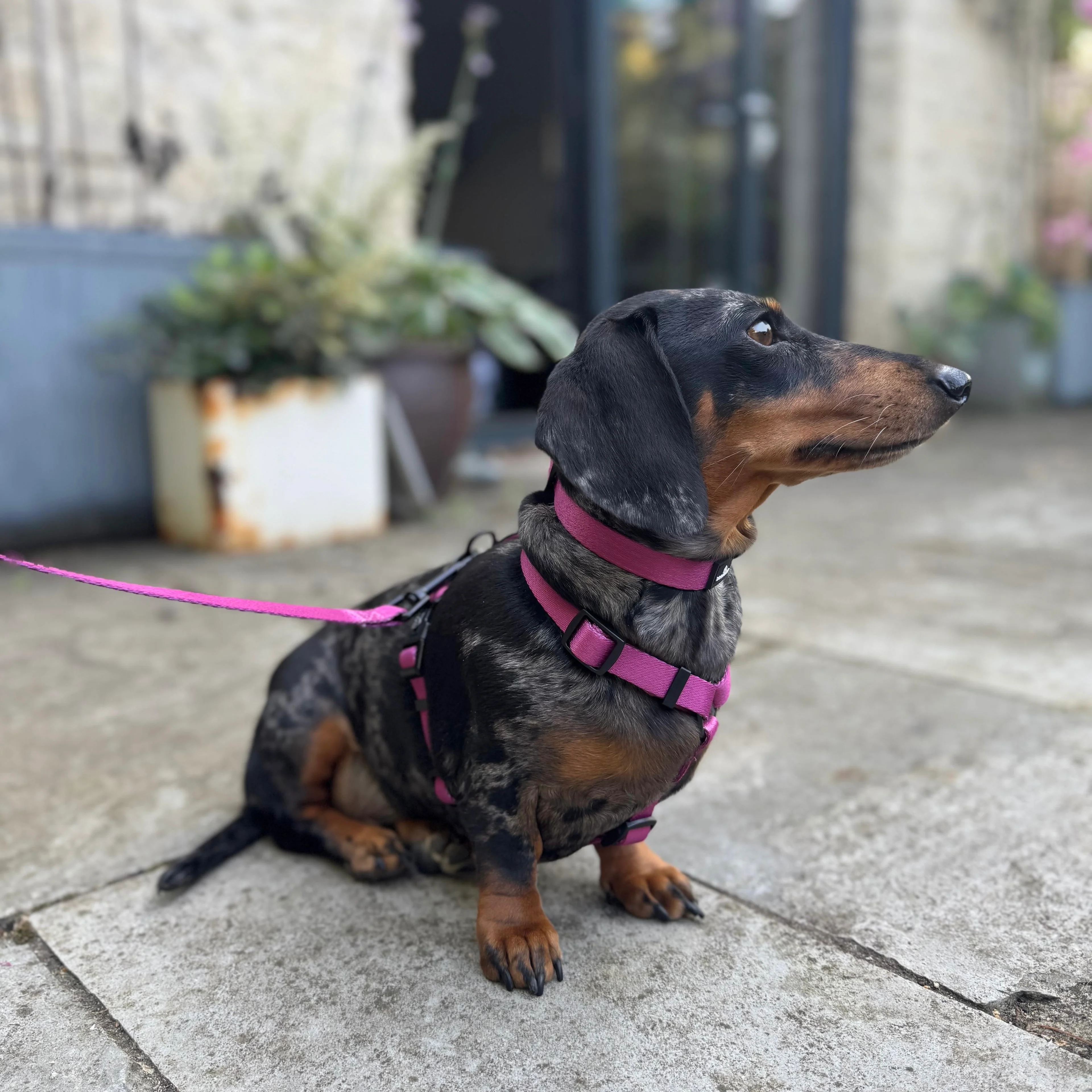Doghouse Everyday Essential Harness in Dusty Rose - Image 6