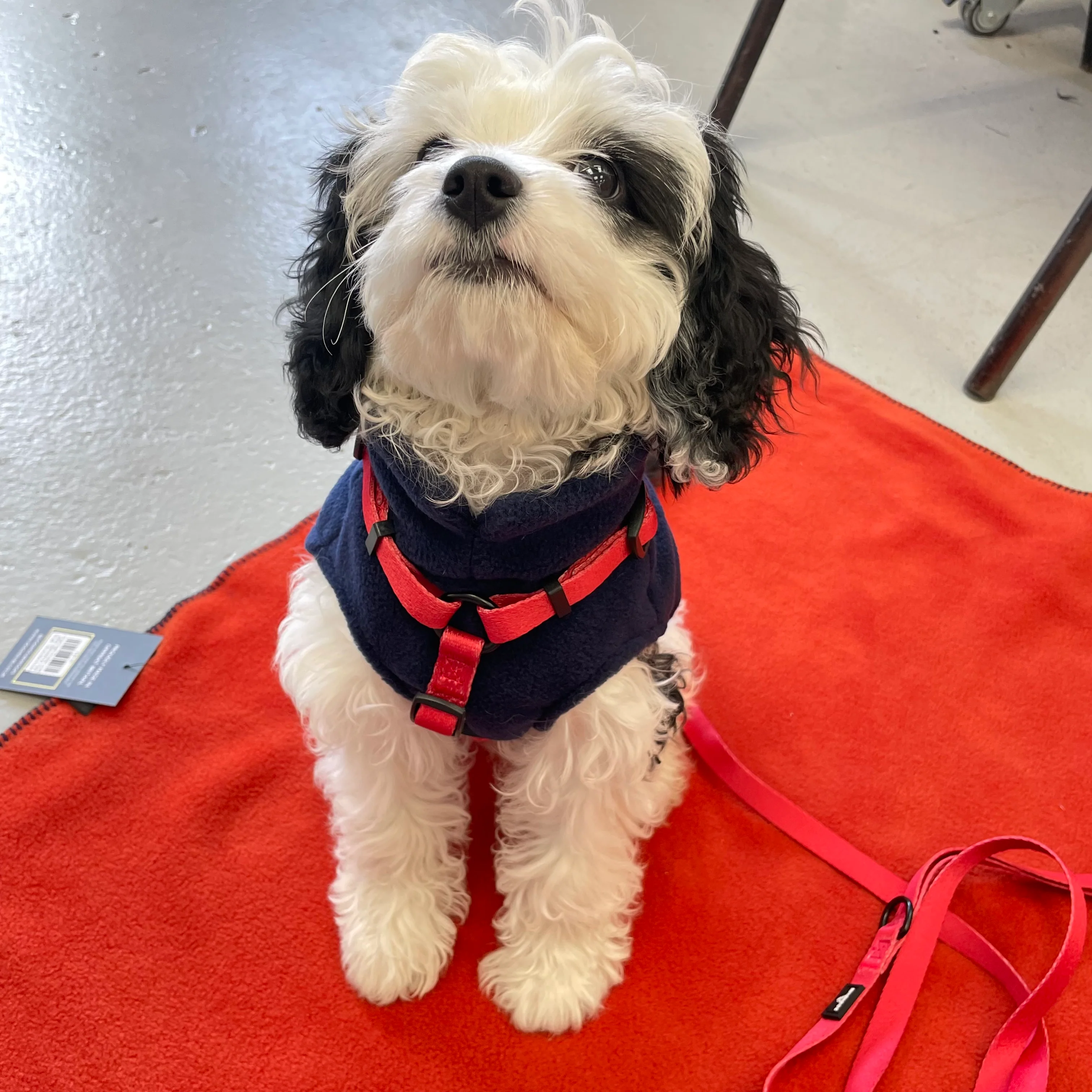 Doghouse Everyday Essential Harness in Red - Image 3