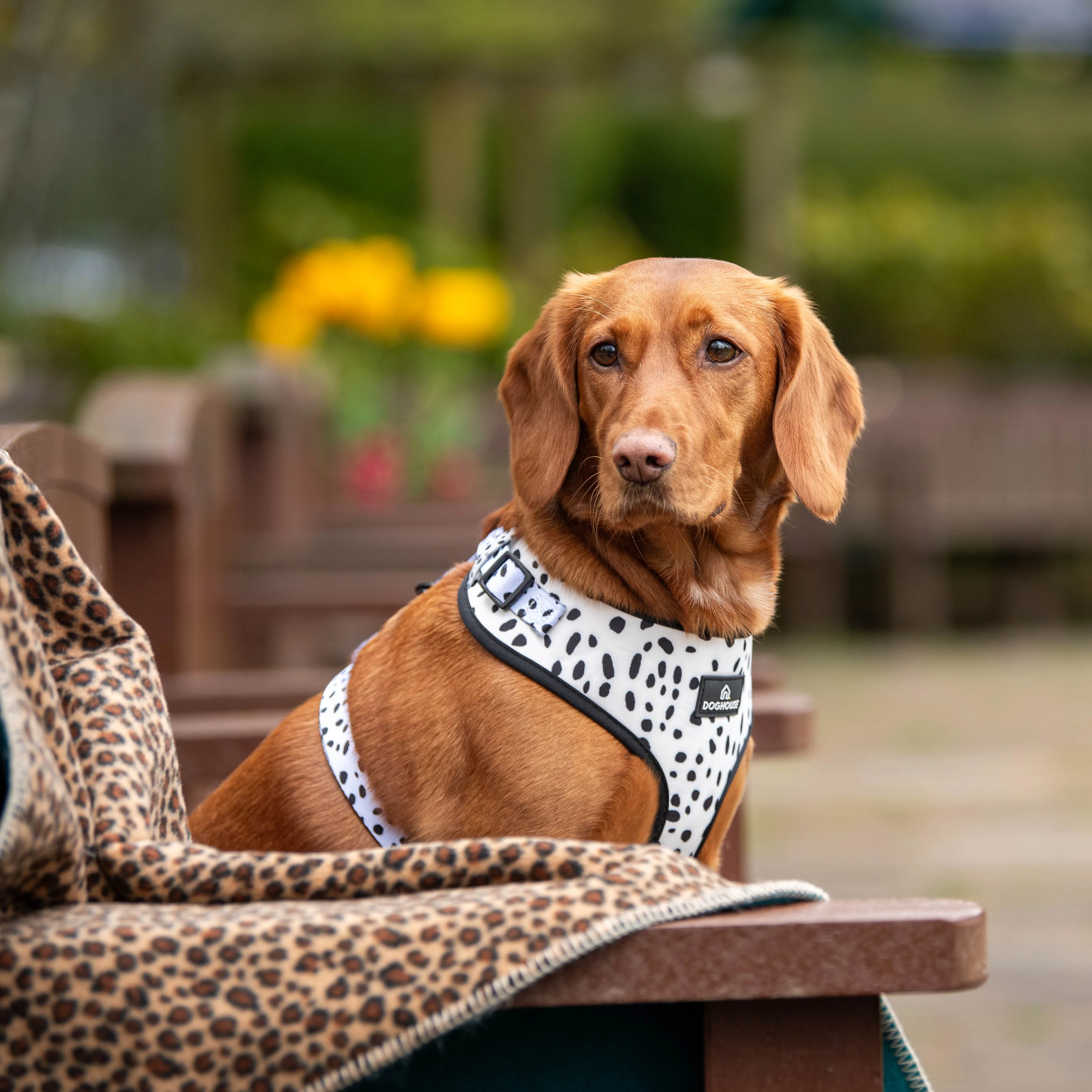 Doghouse Single Wild Blankets for Dogs - Image 2