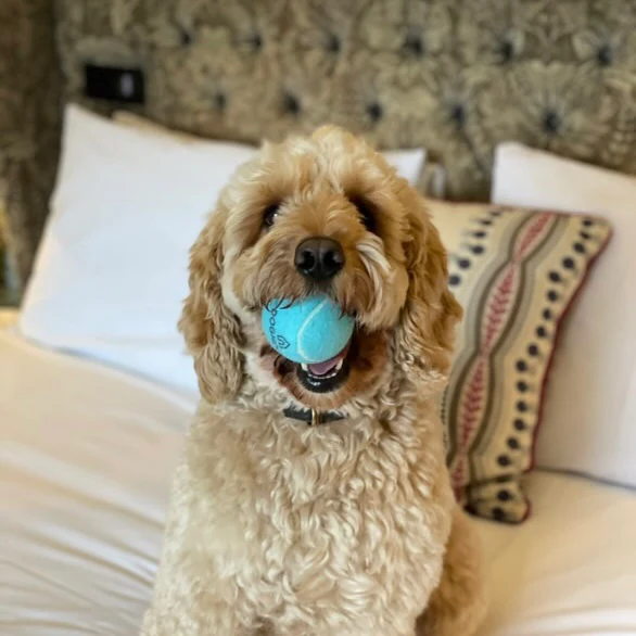 Doghouse Tennis Ball - Image 2