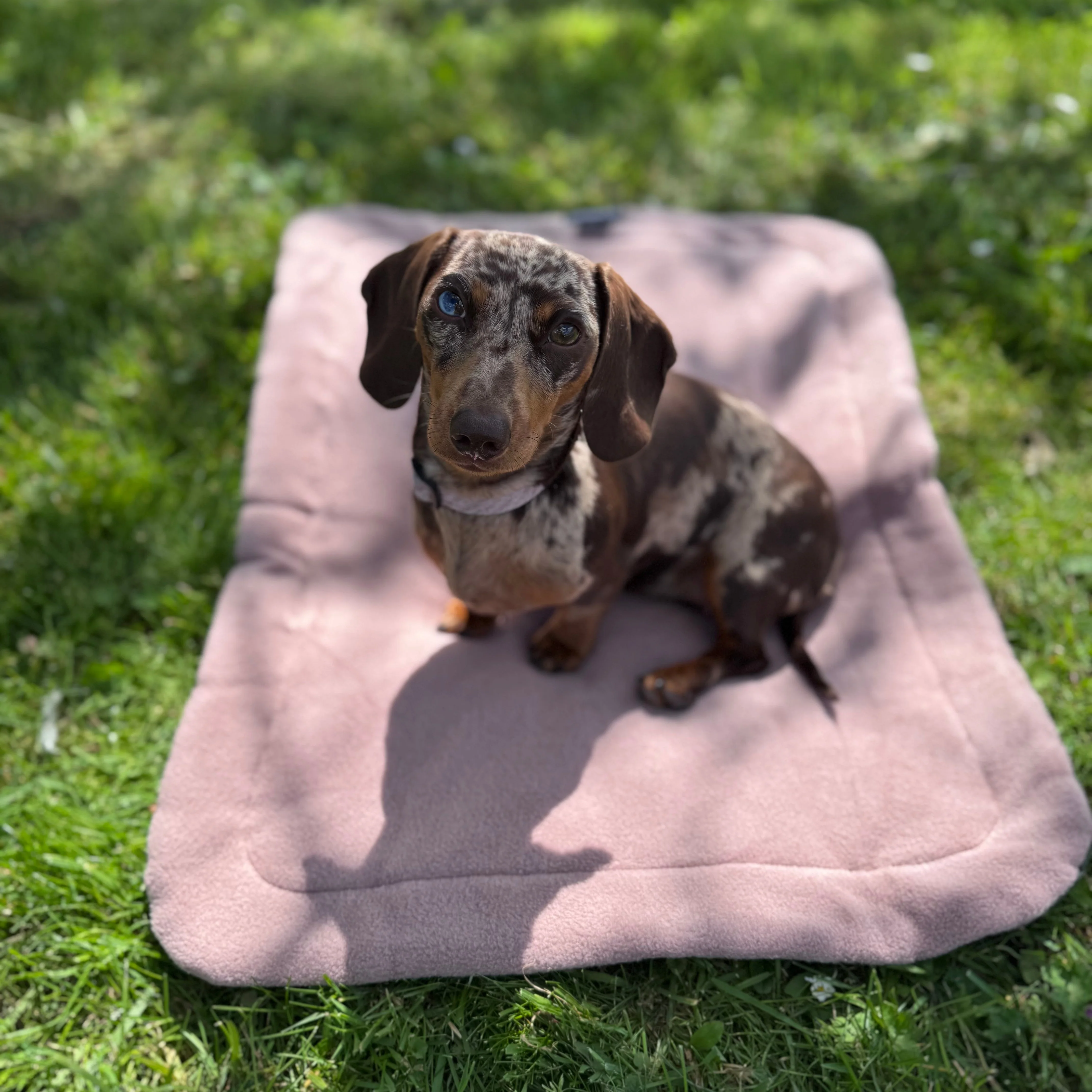 Doghouse Waterproof Pet Settle Mat - Image 8