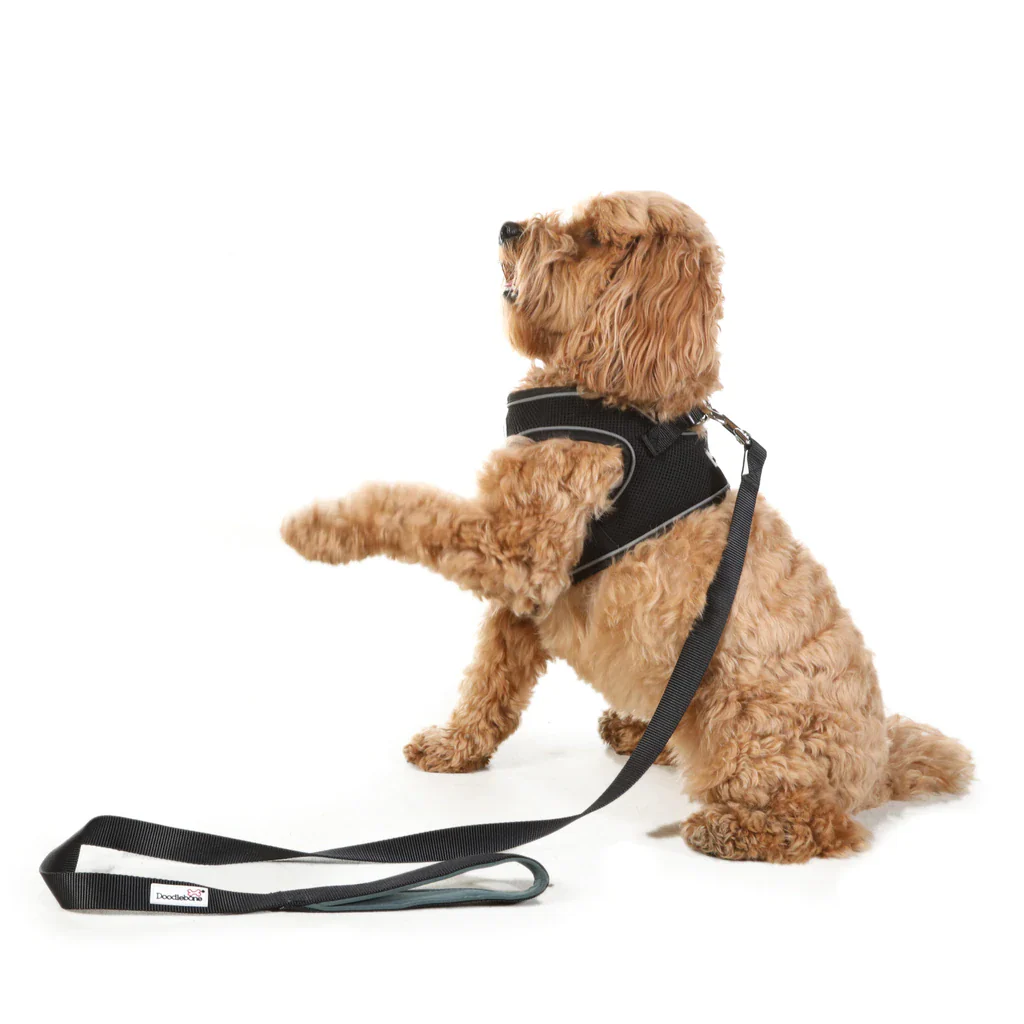 Doodlebone Originals Dog Lead - Image 8