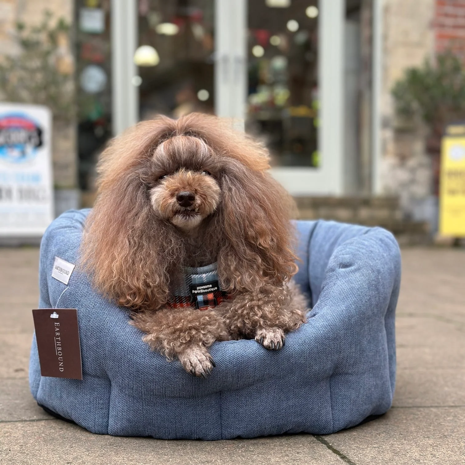 Earthbound Orkney Daisy Blue Dog Bed - Image 3