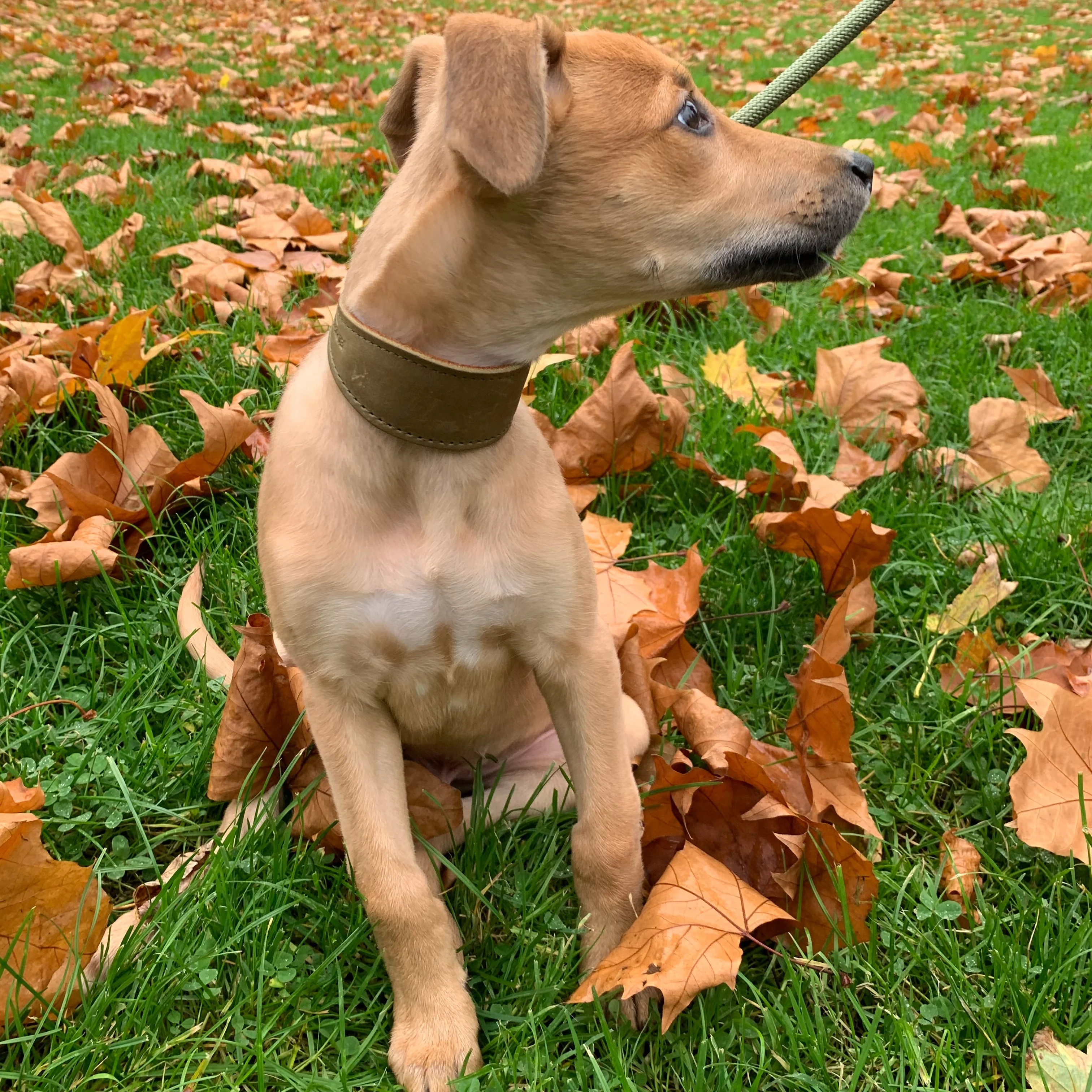 Earthbound Sighthound Leather Dog Collars - Image 4