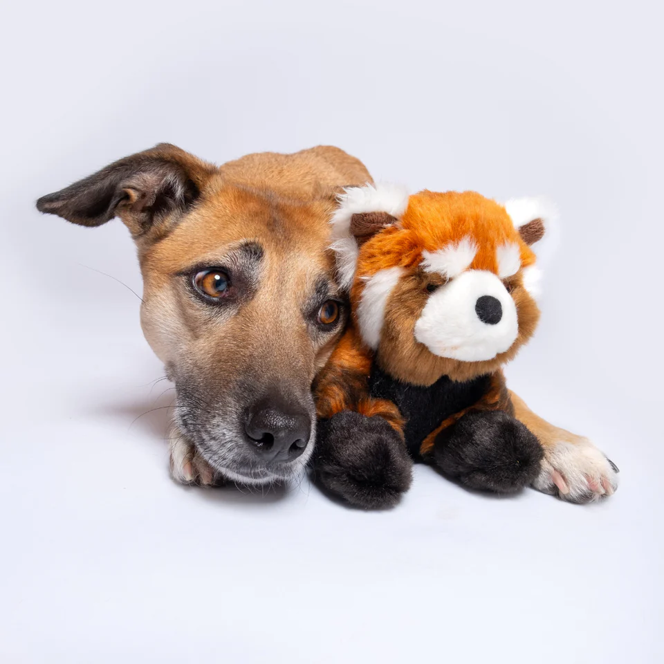 Fluff & Tuff Archie Red Panda - Image 2