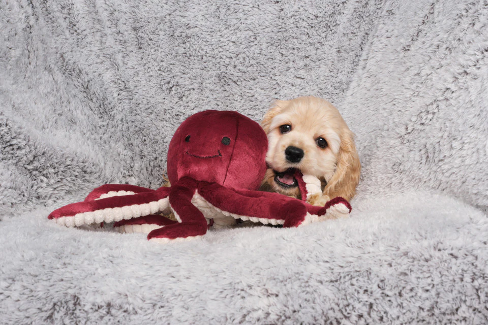 Fluff & Tuff Olympia Octopus - Image 3