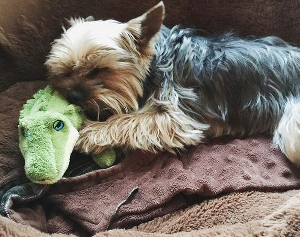 Fluff & Tuff Savannah Baby Gator - Image 3