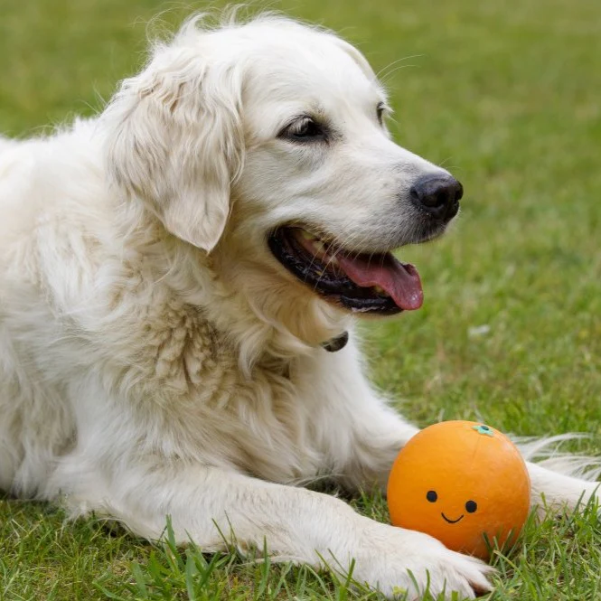 Foodie Faces Latex Orange Dog Toy - Image 4