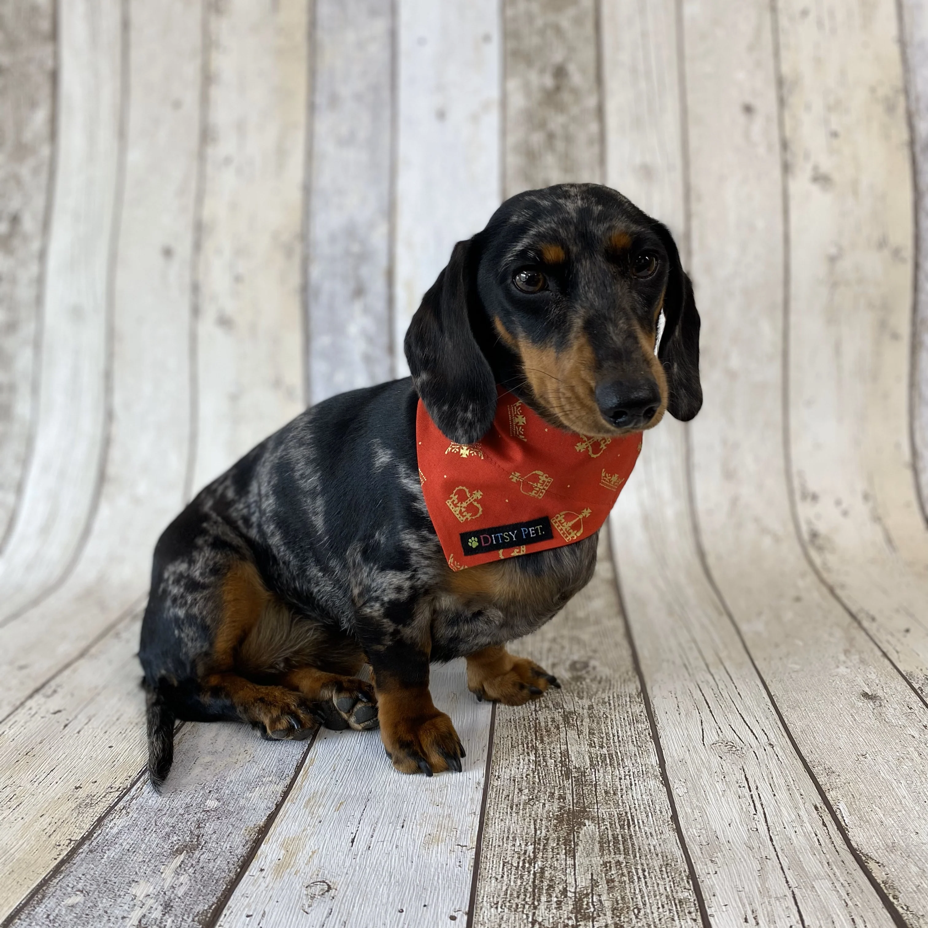 Golden Crown Dog Bandana - Image 3