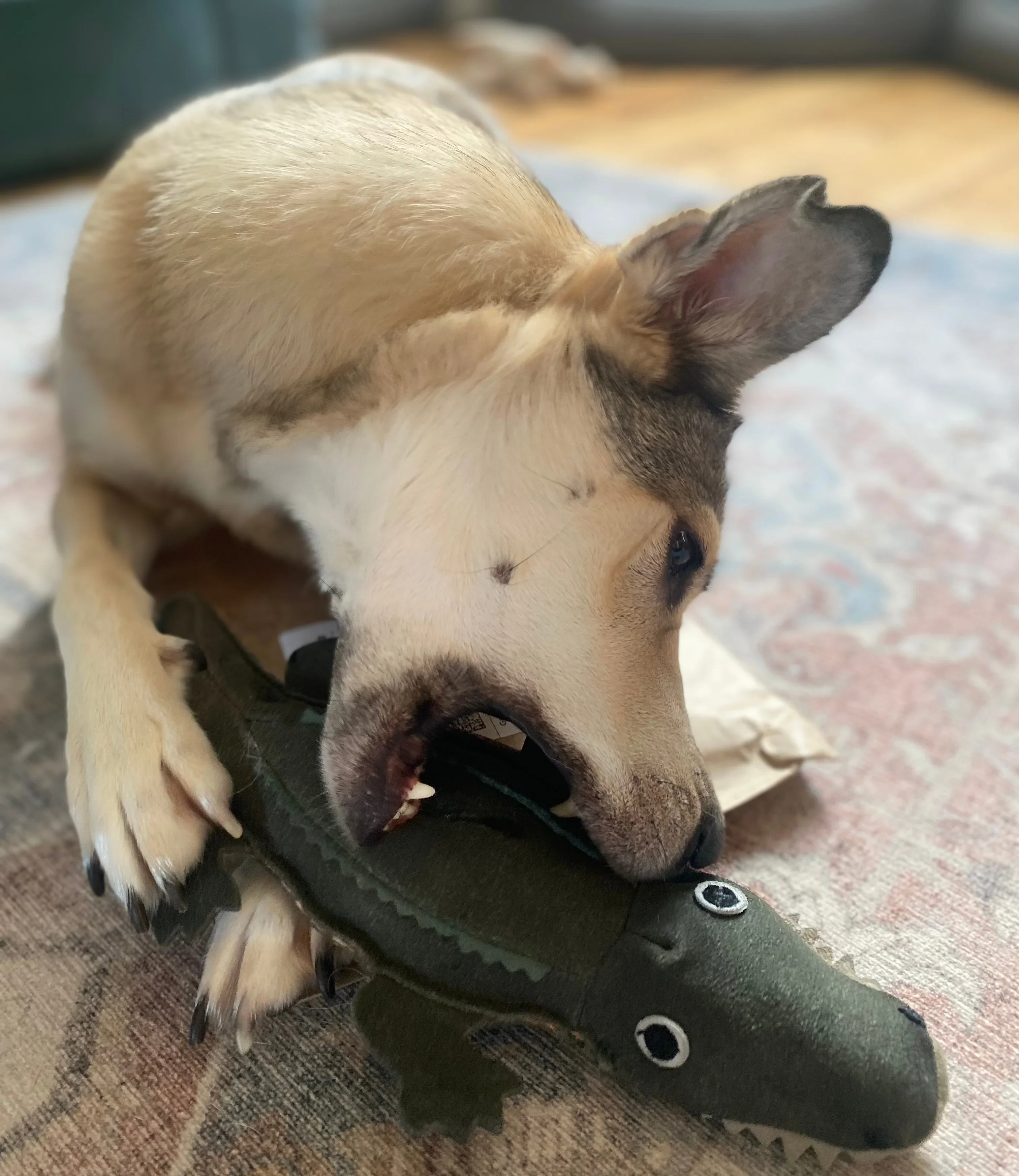 Green & Wilds Eco Toy Colin the Crocodile - Image 5