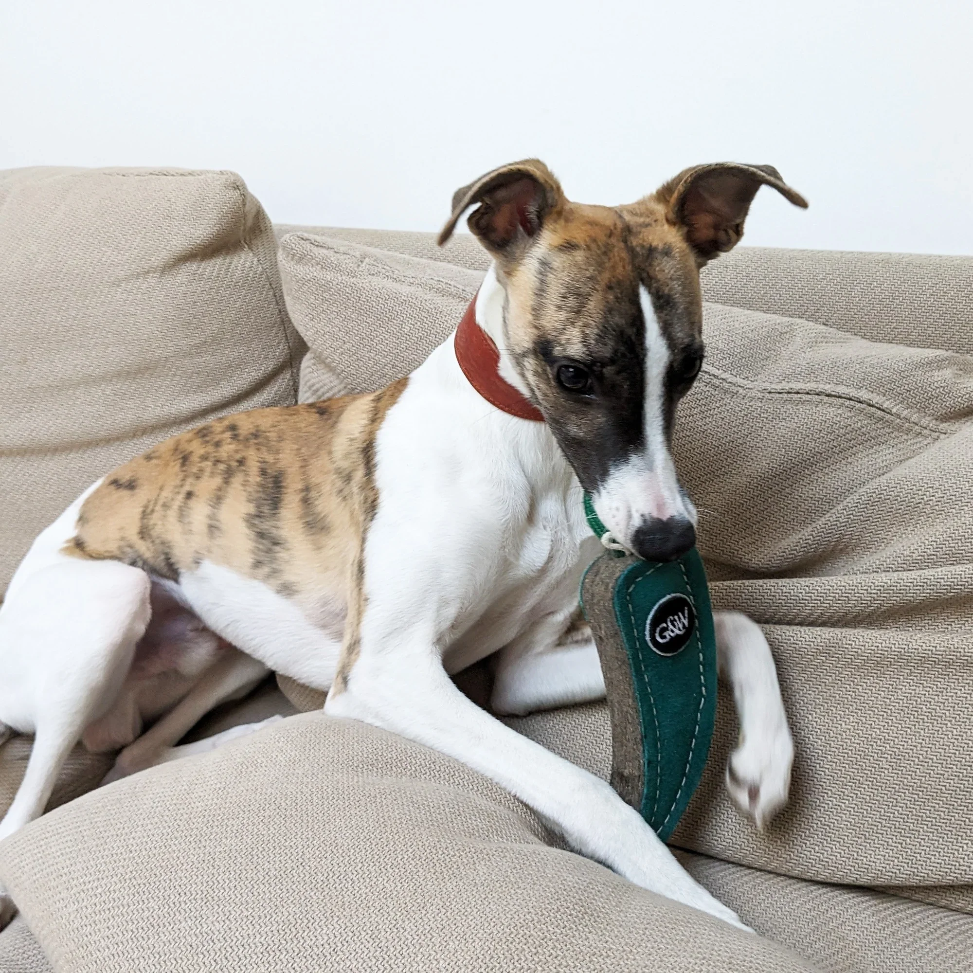 Green & Wilds Juan the Jalapeno Eco Dog Toy - Image 5