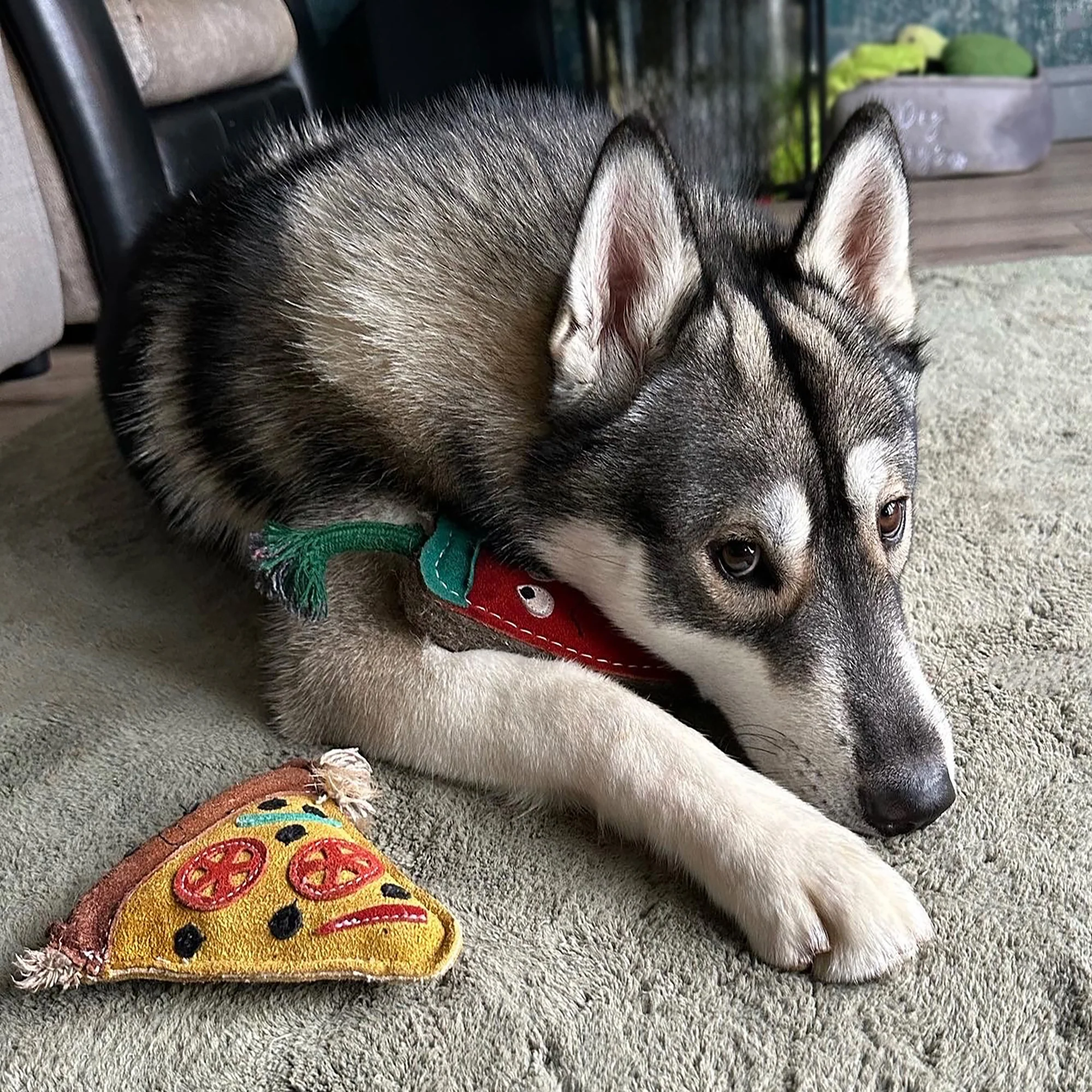 Green & Wilds Pepe Le Pizza Eco Dog Toy - Image 4
