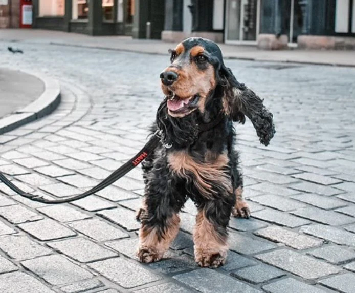 COA Halti Training Dog Lead - Image 3