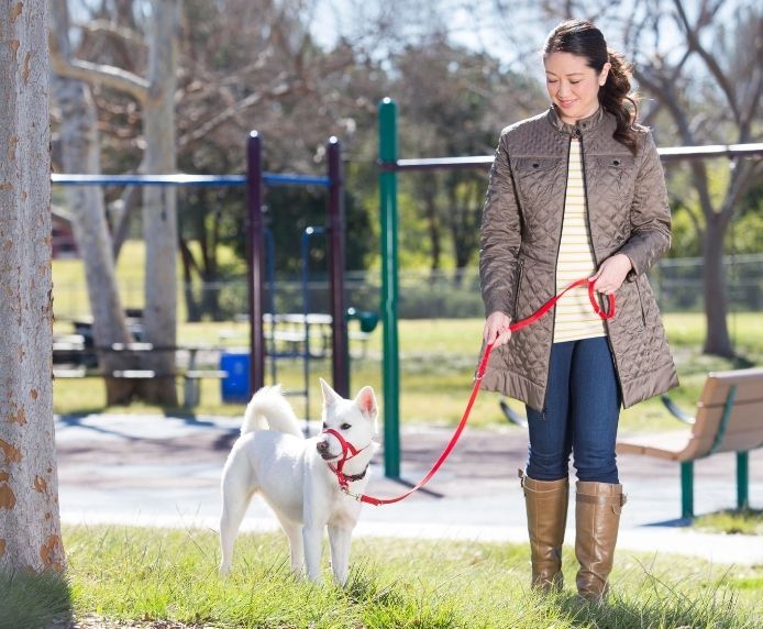 COA Halti Training Dog Lead - Image 4