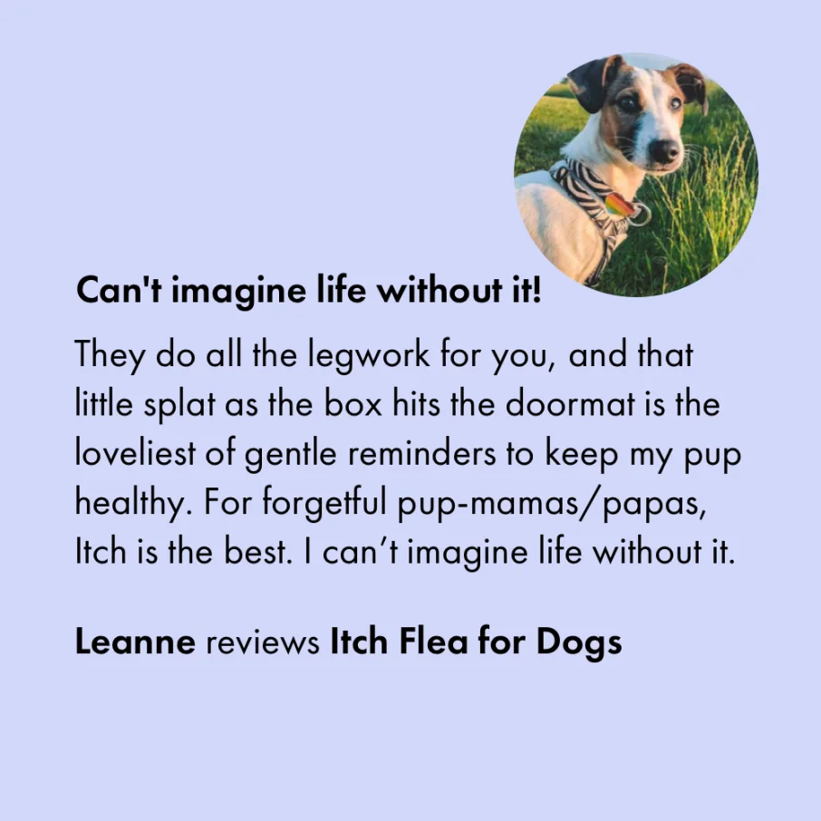 Itch. Flea Spot On Treatment for Dogs & Cats - Image 3