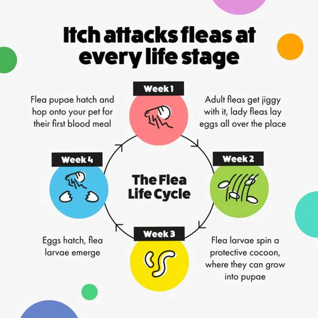 Itch. Flea Spot On Treatment for Dogs & Cats - Image 6