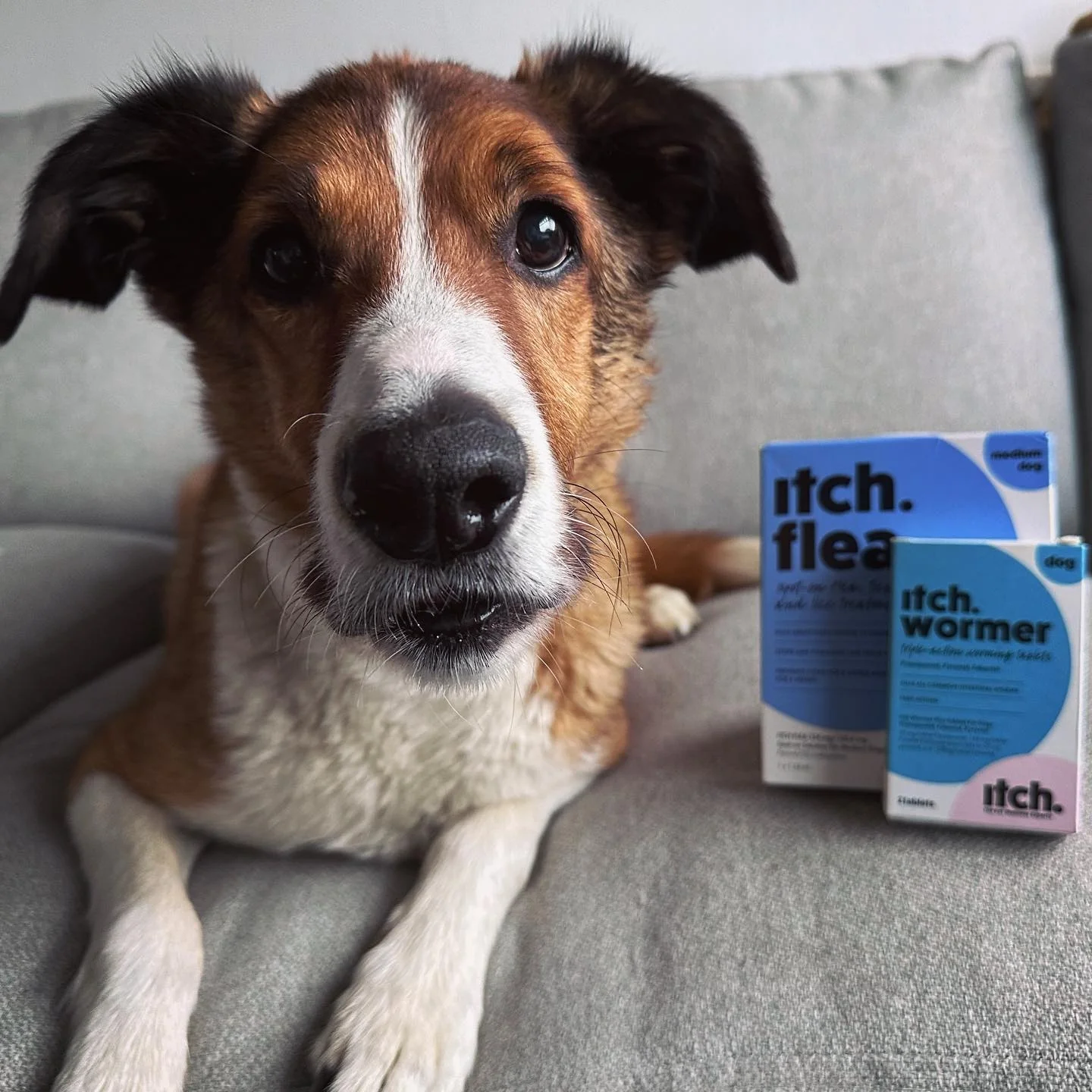 Itch. Wormer - Image 2