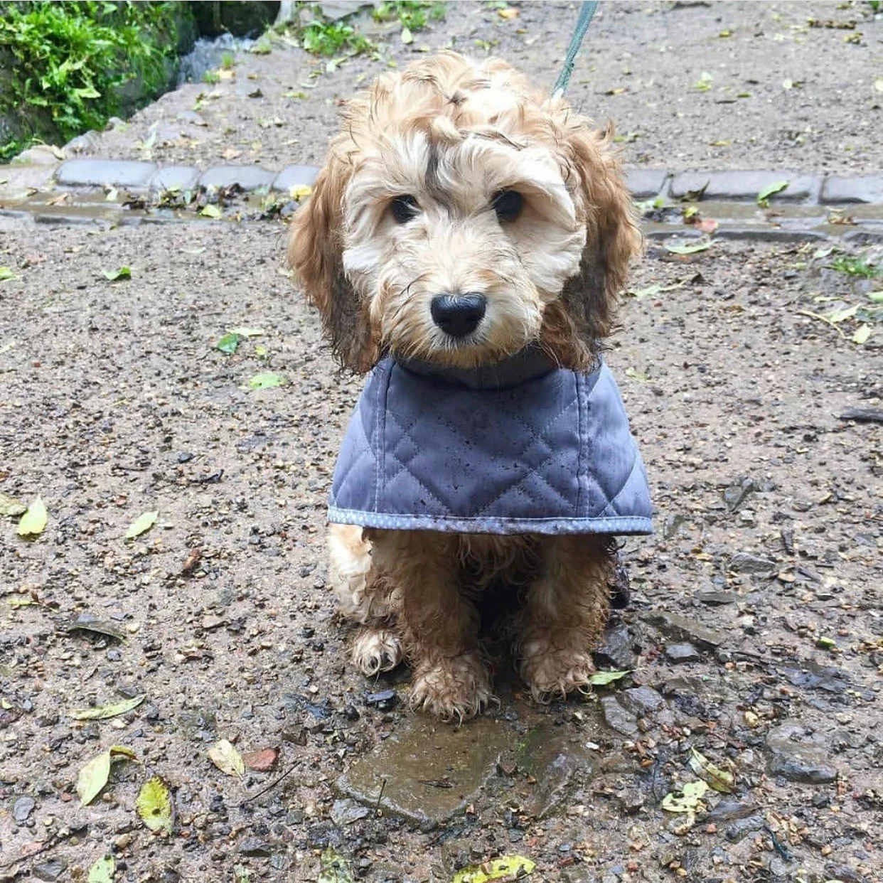 Quilted Small Breed Dog Coat - Image 3