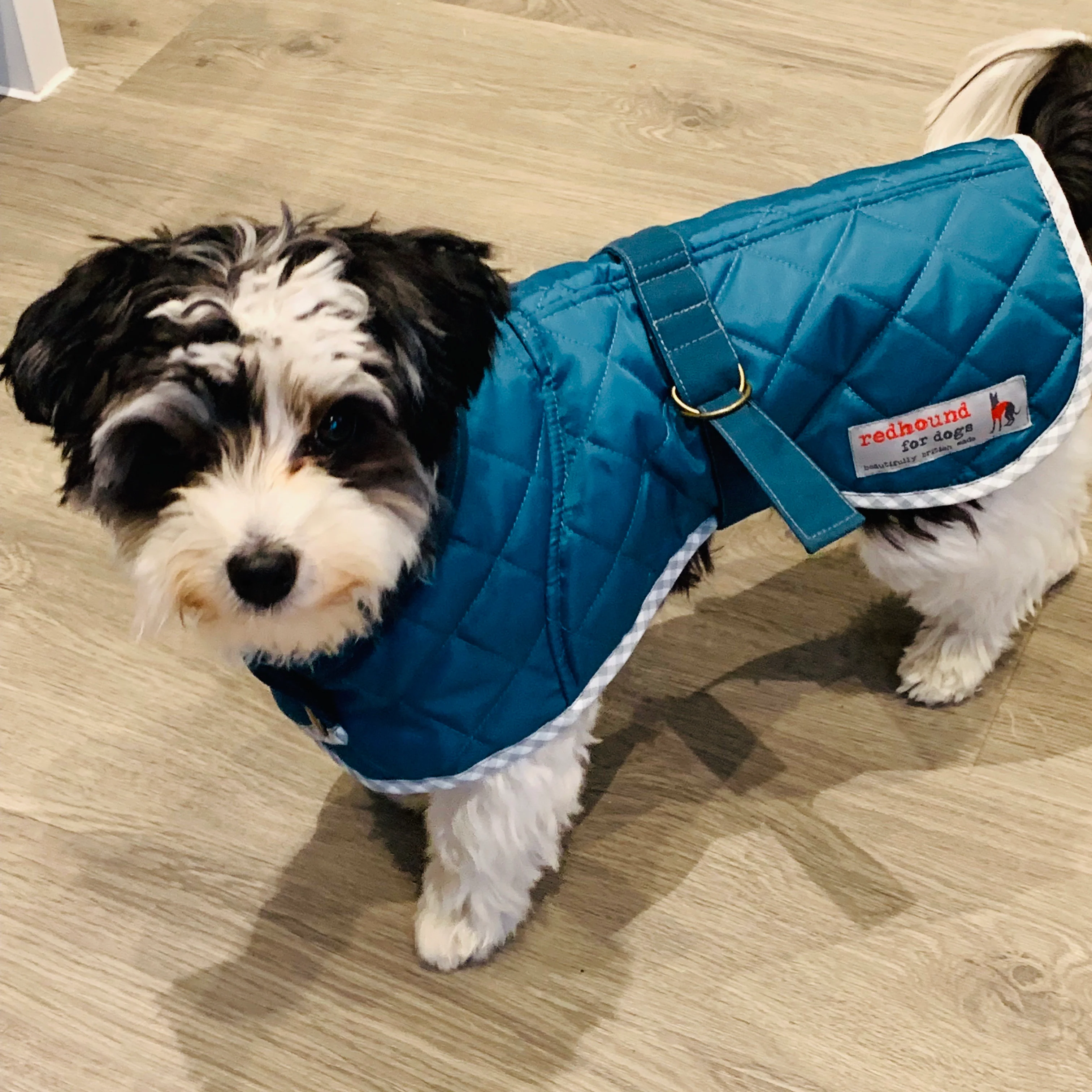 Quilted Small Breed Dog Coat - Image 4