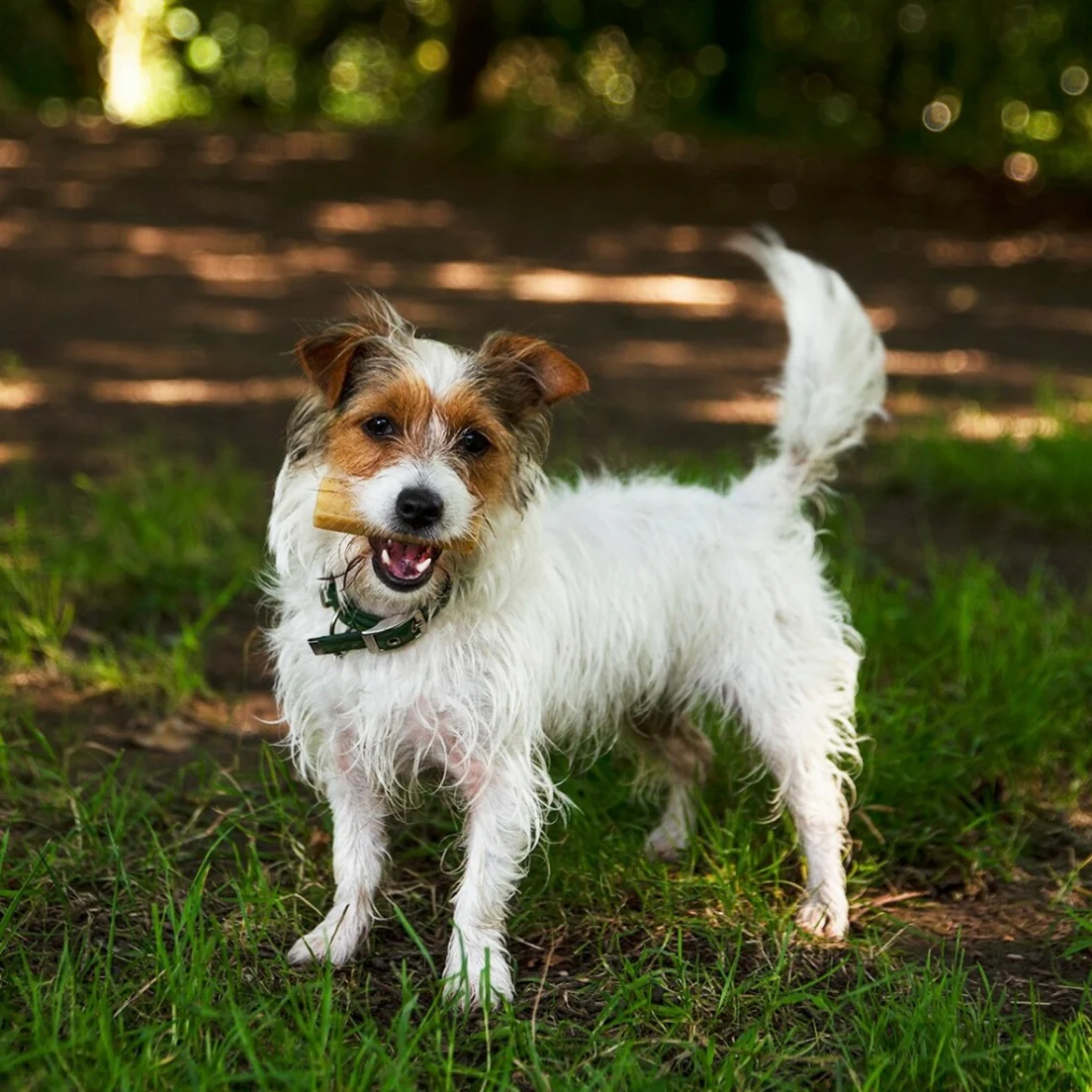 Original Yak Chew for Dogs - Image 3