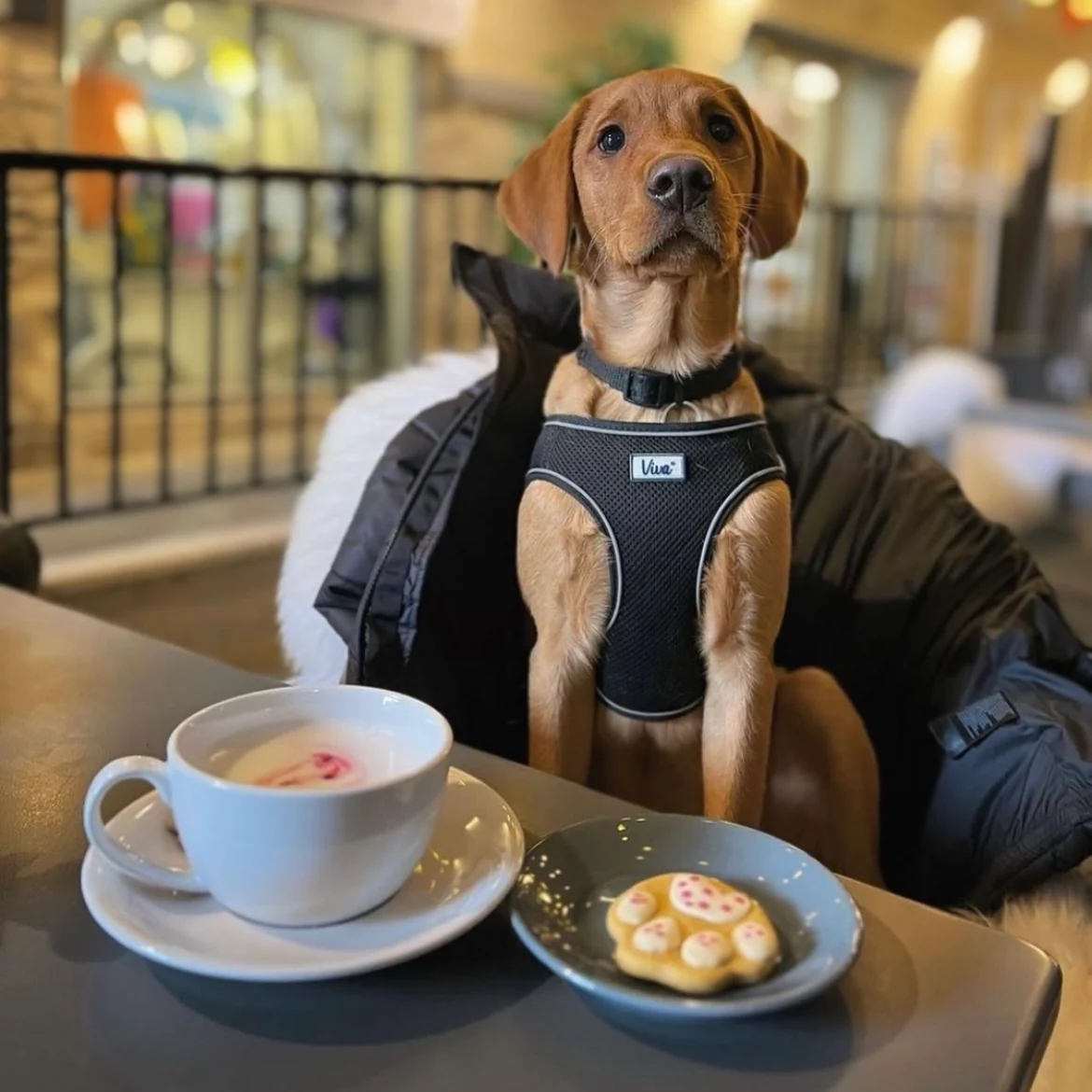 Paw Print Biscuits for Dogs - Image 2