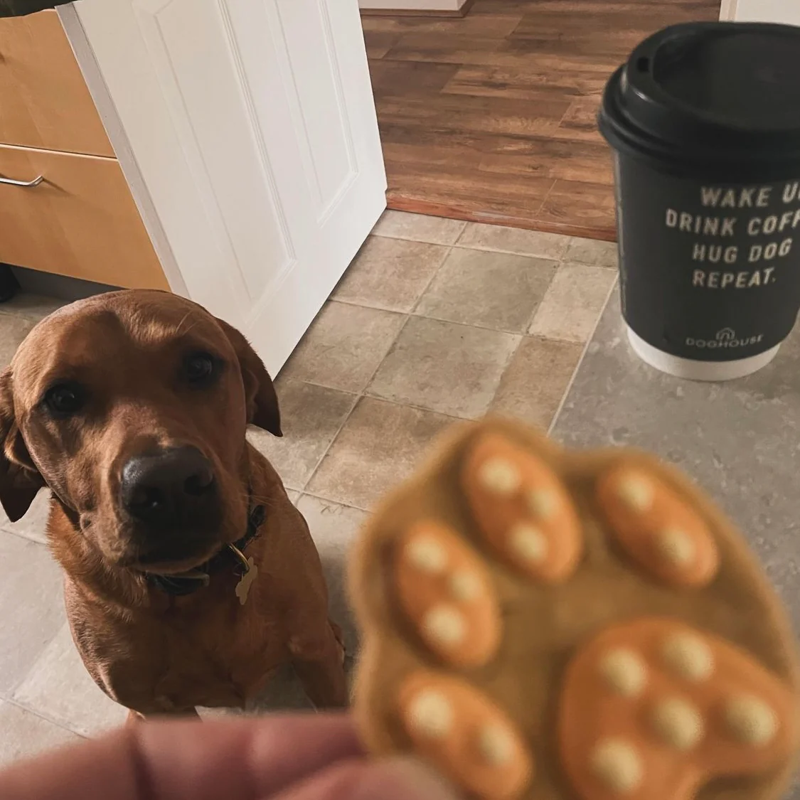 Paw Print Biscuits for Dogs - Image 7