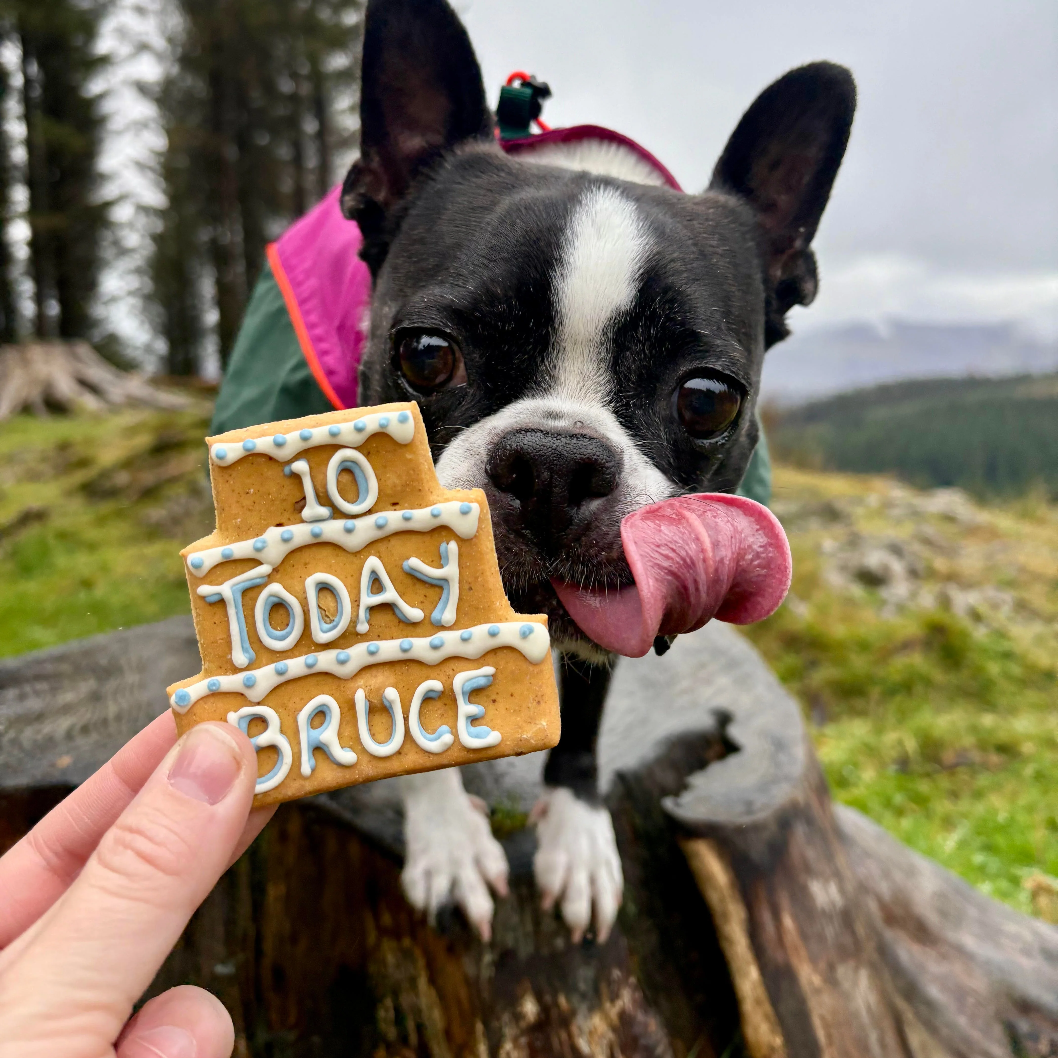 Personalised Three Tier Birthday Biscuit for Dogs - Image 2