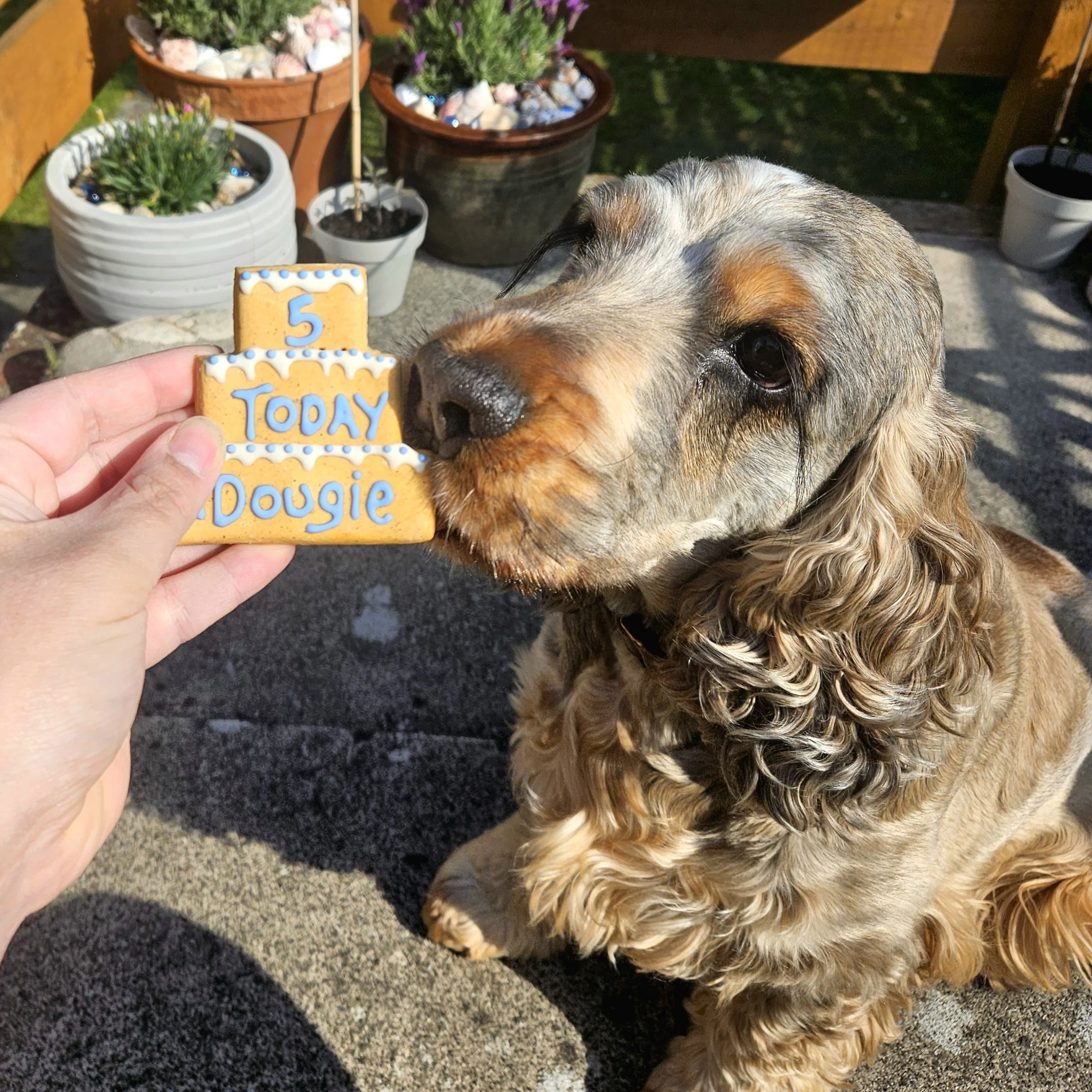 Personalised Three Tier Birthday Biscuit for Dogs - Image 3