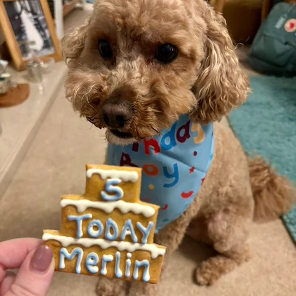 Personalised Three Tier Birthday Biscuit for Dogs - Image 4
