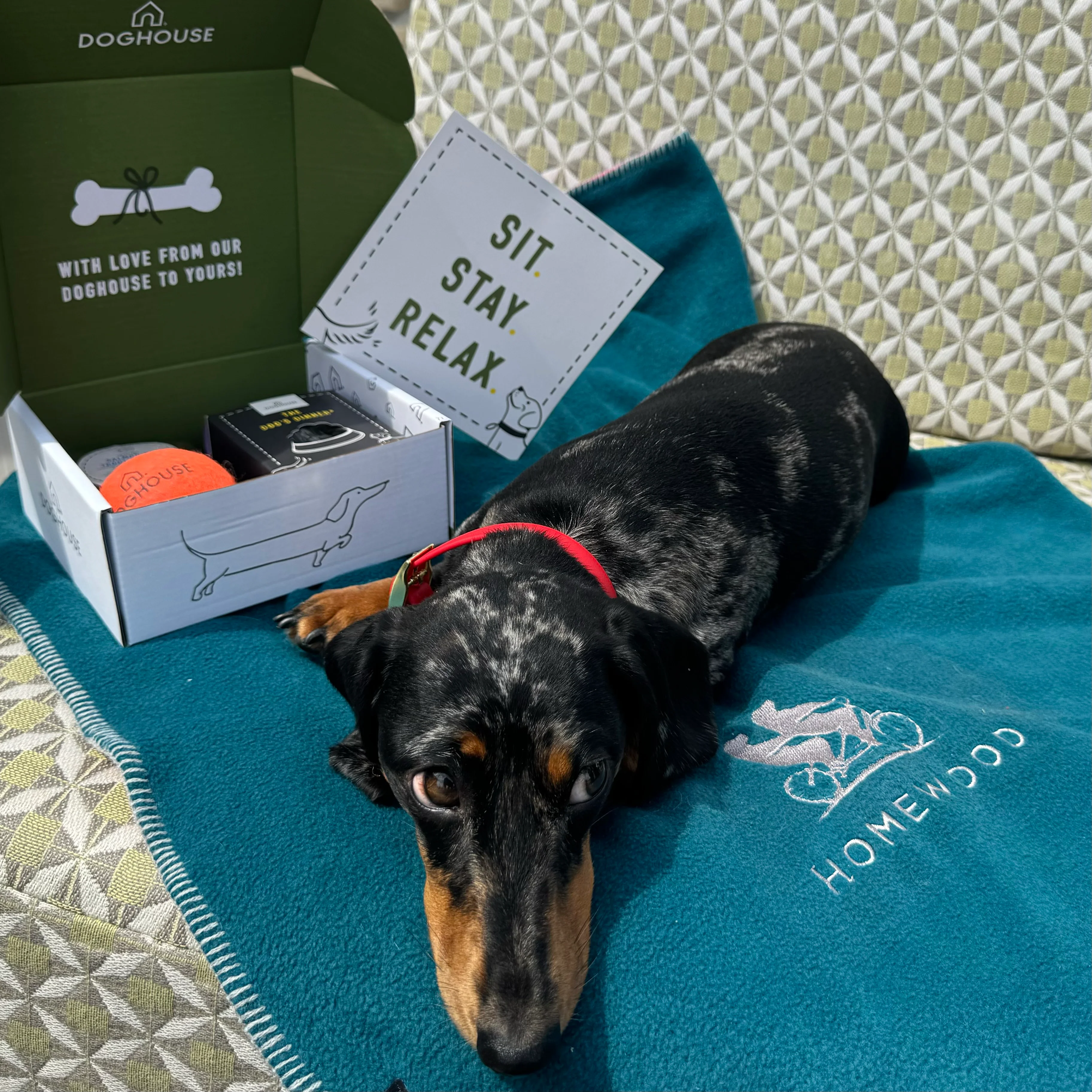 Hotel Starter Pack for Dog Friendly Hotels - Image 9