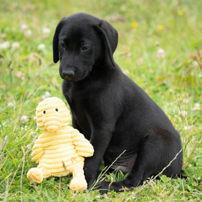 PetFace Little Denny Duckling Plush Toy - Image 2