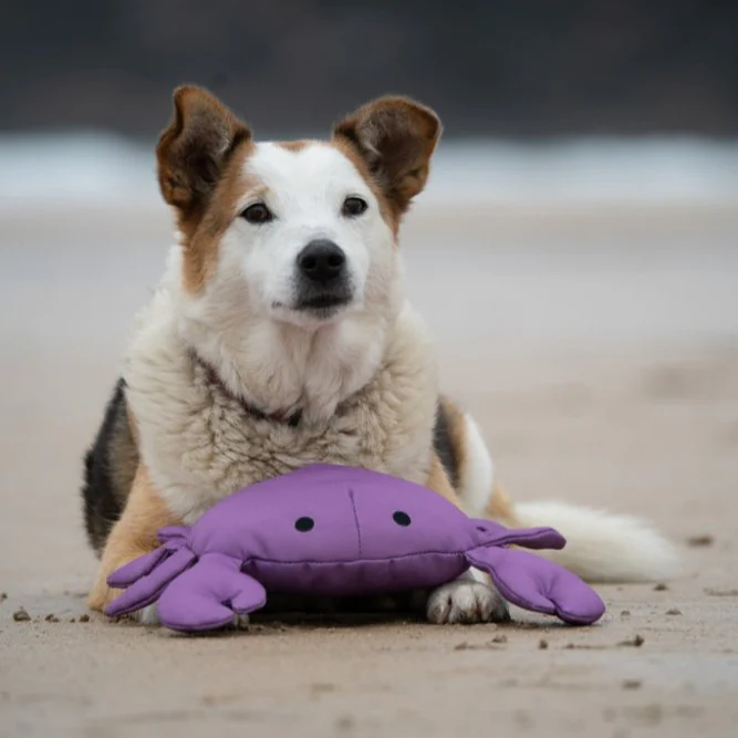 PetFace Planet OceanCycle Callum Crab Dog Toy - Image 2