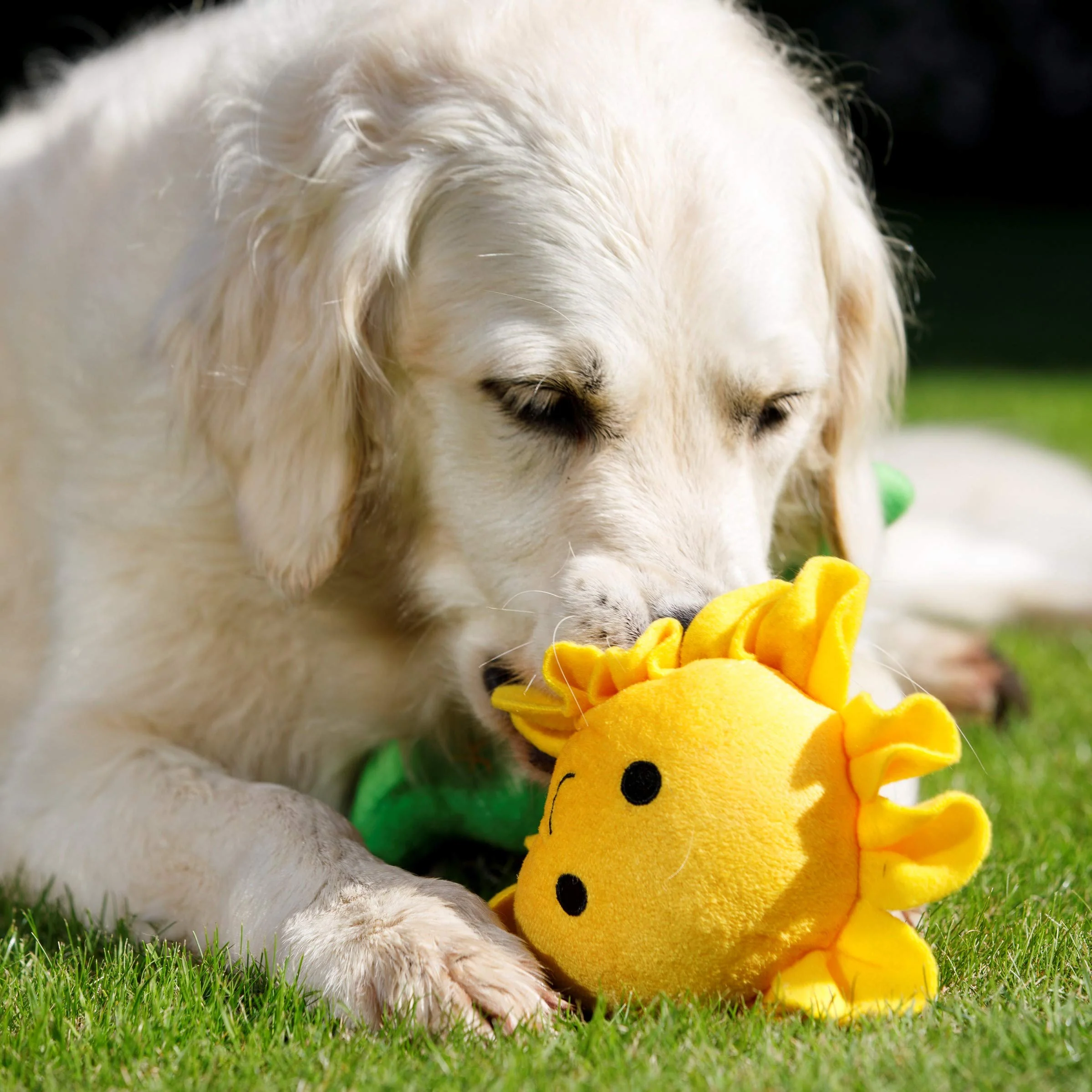PetFace Sasha Sunflower Plush Toy - Image 3