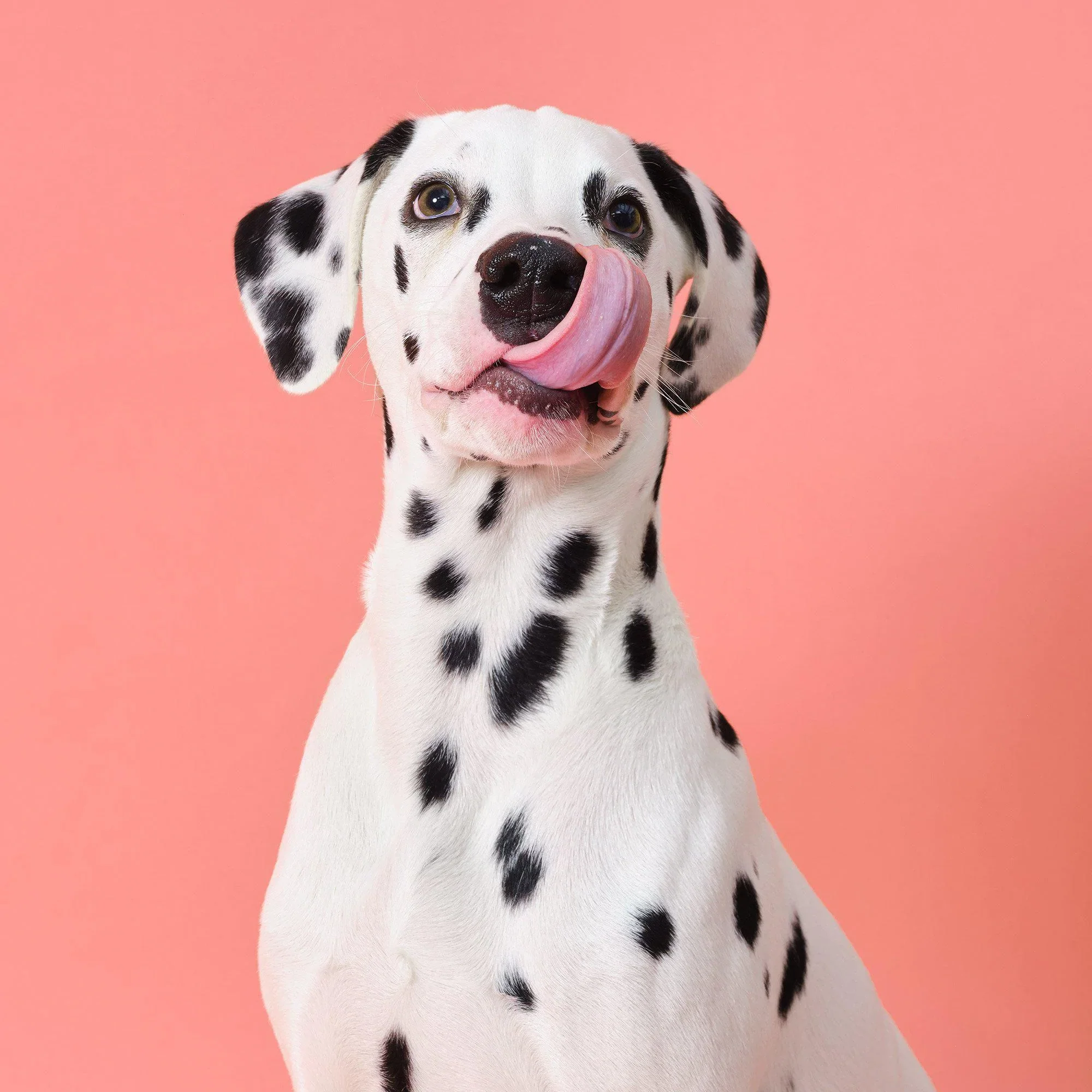 Pooch & Mutt Dental Probiotic Meaty Treats - Image 3