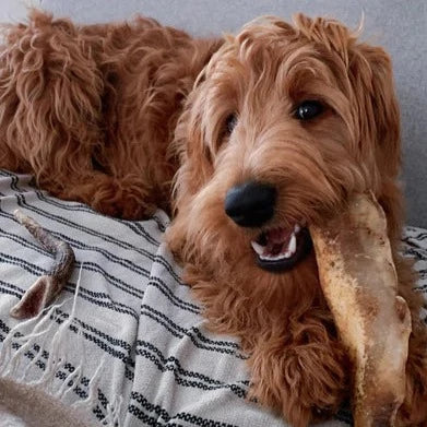 Premium Moon Bone For Dogs - Image 3