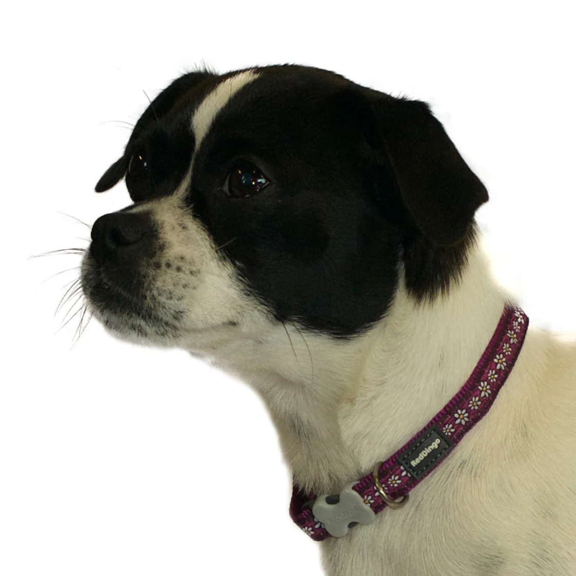 Purple Daisy Dog Lead by Red Dingo - Image 6
