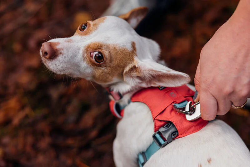Ruffwear Hi & Light™ Everyday Dog Collar - Image 10
