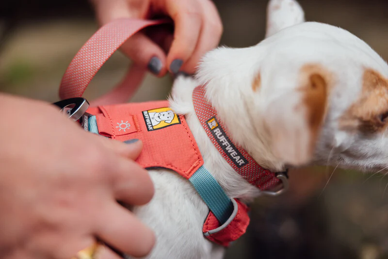 Ruffwear Hi & Light™ Everyday Dog Collar - Image 11