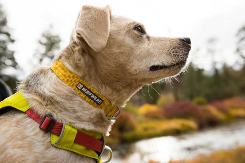 Ruffwear Hi & Light™ Everyday Dog Collar - Image 7