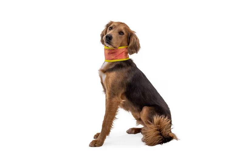 Ruffwear Swamp Cooler™ Cooling Neck Gaiter for Dogs - Image 8