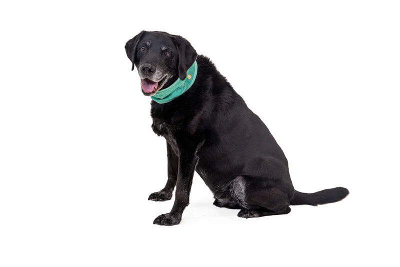 Ruffwear Swamp Cooler™ Cooling Neck Gaiter for Dogs - Image 9