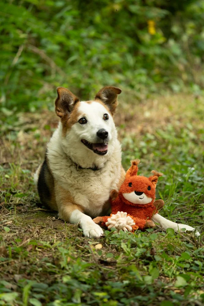 Saffia Squirrel Crinkle Toy - Image 2