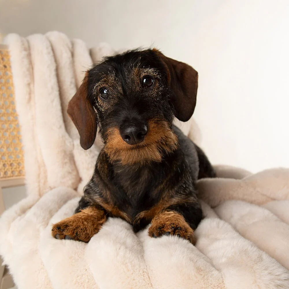 Scruffs Aspen Pet Blanket - Image 9