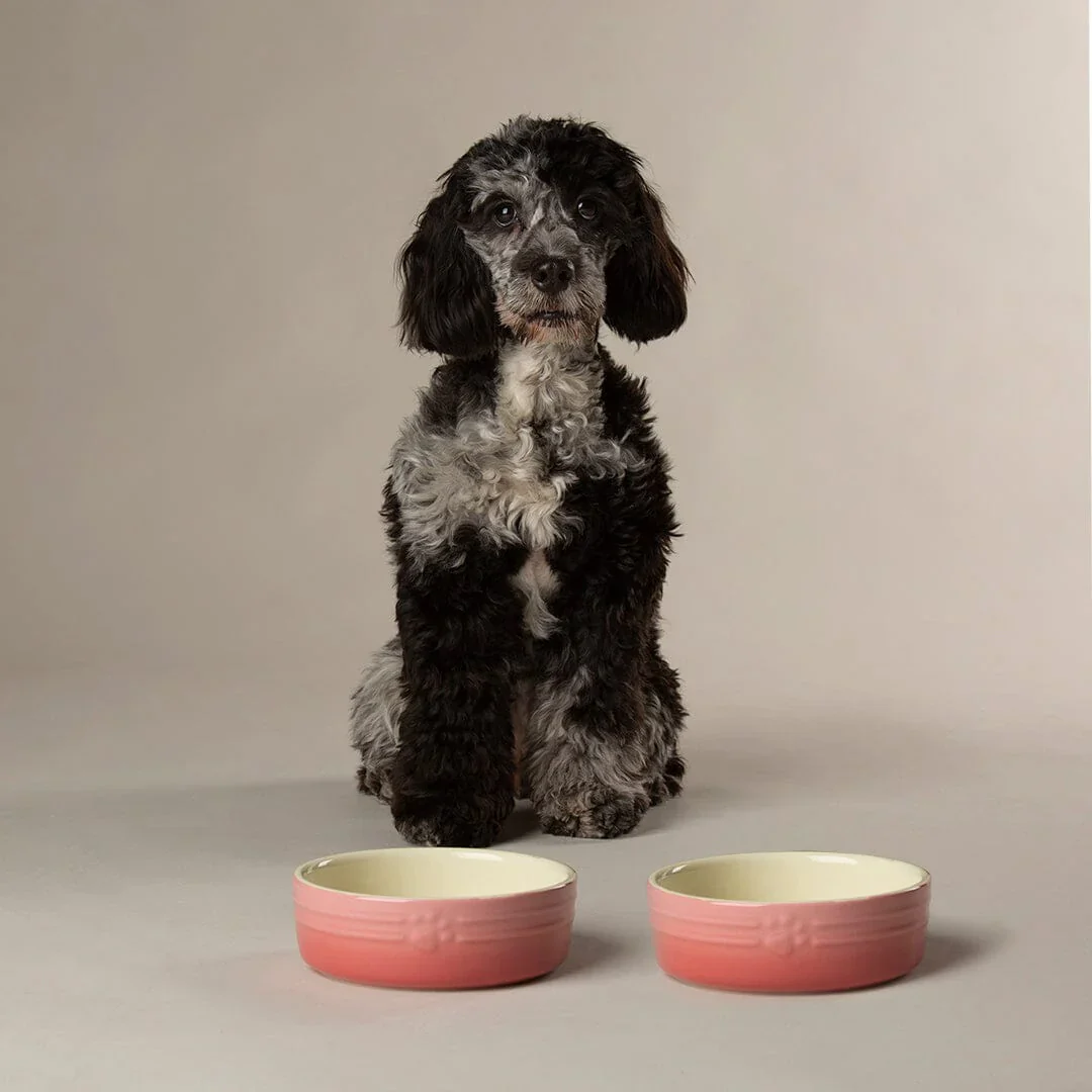 Scruffs Ombre Bowls for Pets - Image 2