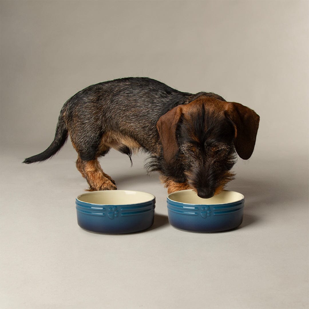 Scruffs Ombre Bowls for Pets - Image 6