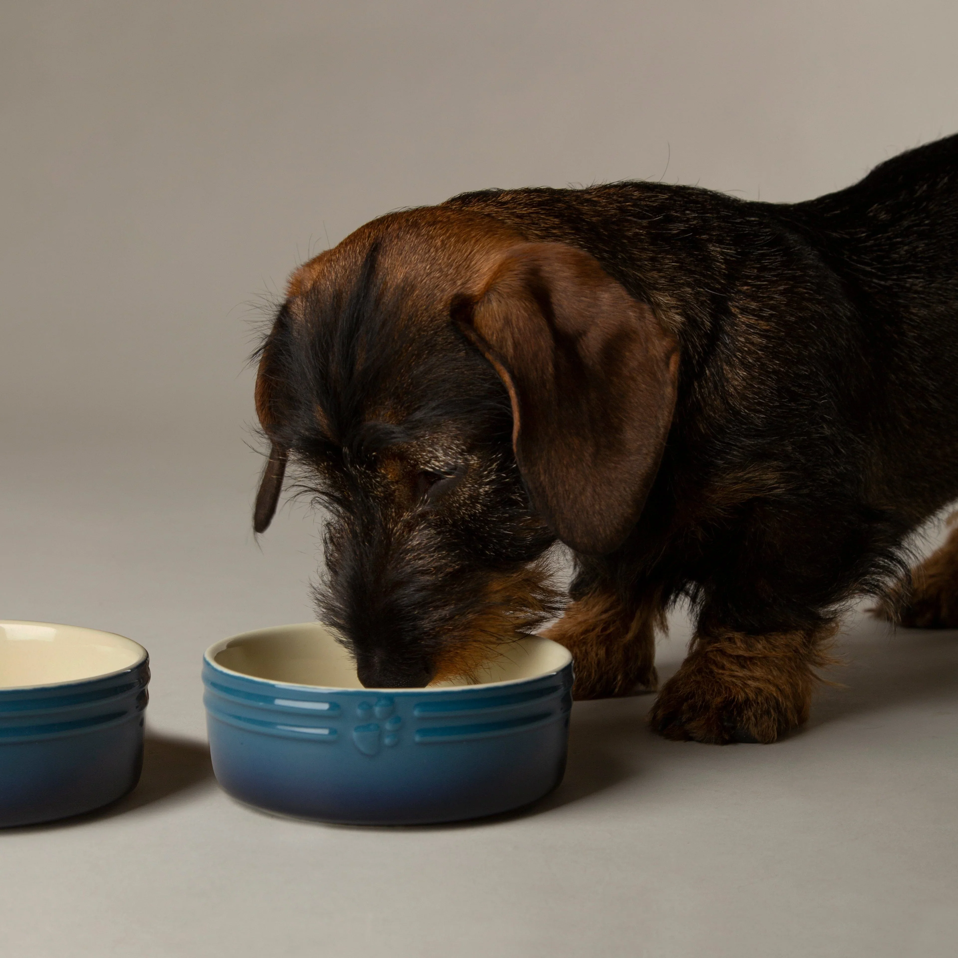 Scruffs Ombre Bowls for Pets - Image 7