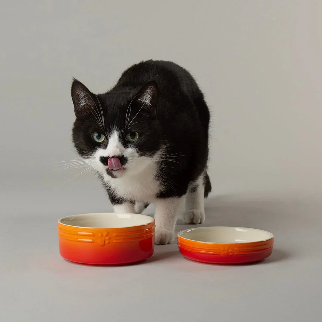 Scruffs Ombre Bowls for Pets - Image 8