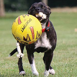 SportsPet Tough Durable Football with Rope - Image 3